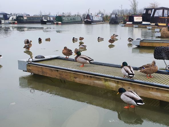 DUCKS