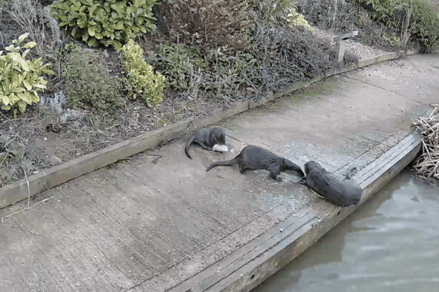 OTTERS